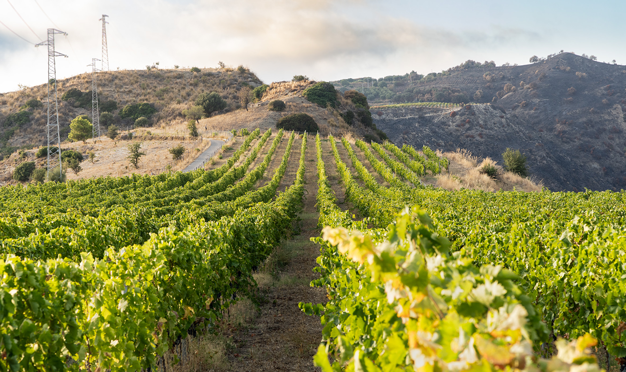 Terre Grecaniche – Cooperativa Agricola