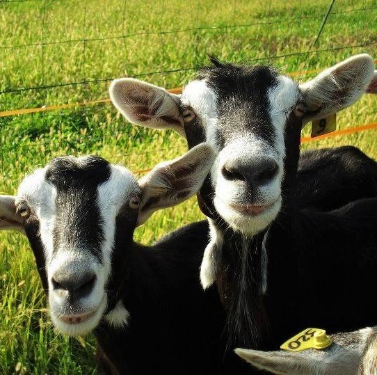 Sopralapanca, az. agricola