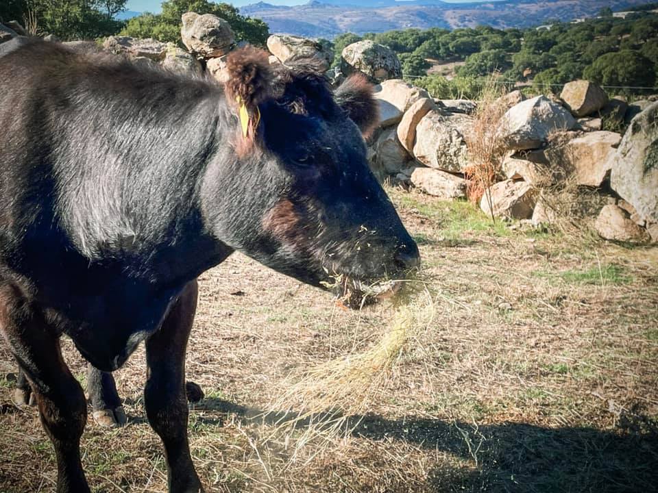 Az.Agr. Archeo-coltura “Sos Chiseddos”