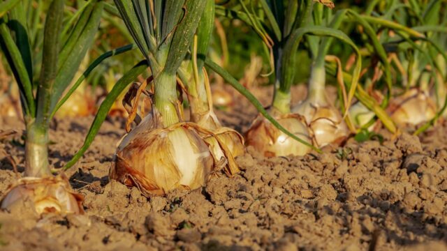 agricoltura biologica, cipolle, fertilizzazione naturale - Foto di Couleur da Pixabay 2