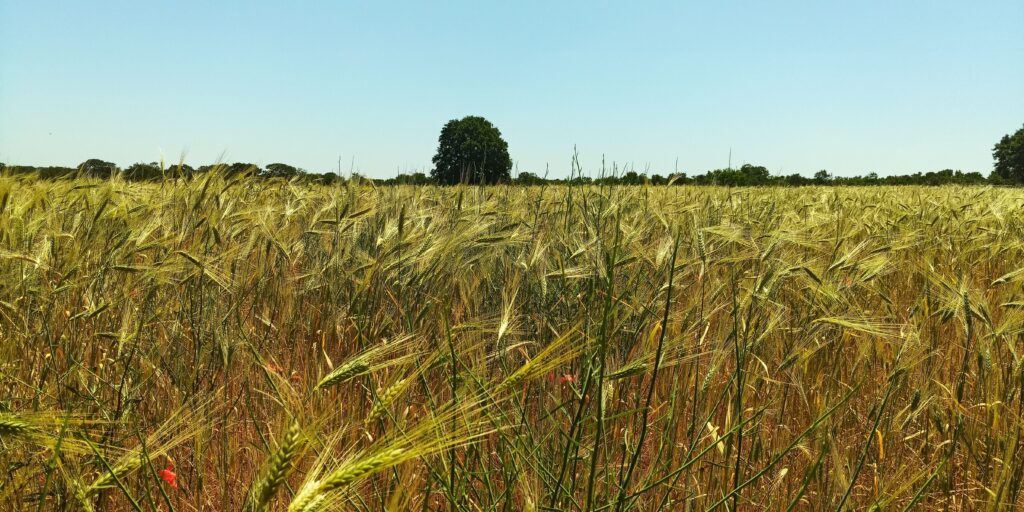 Masseria Dirupo, azienda agricola biologica a Noci, Bari