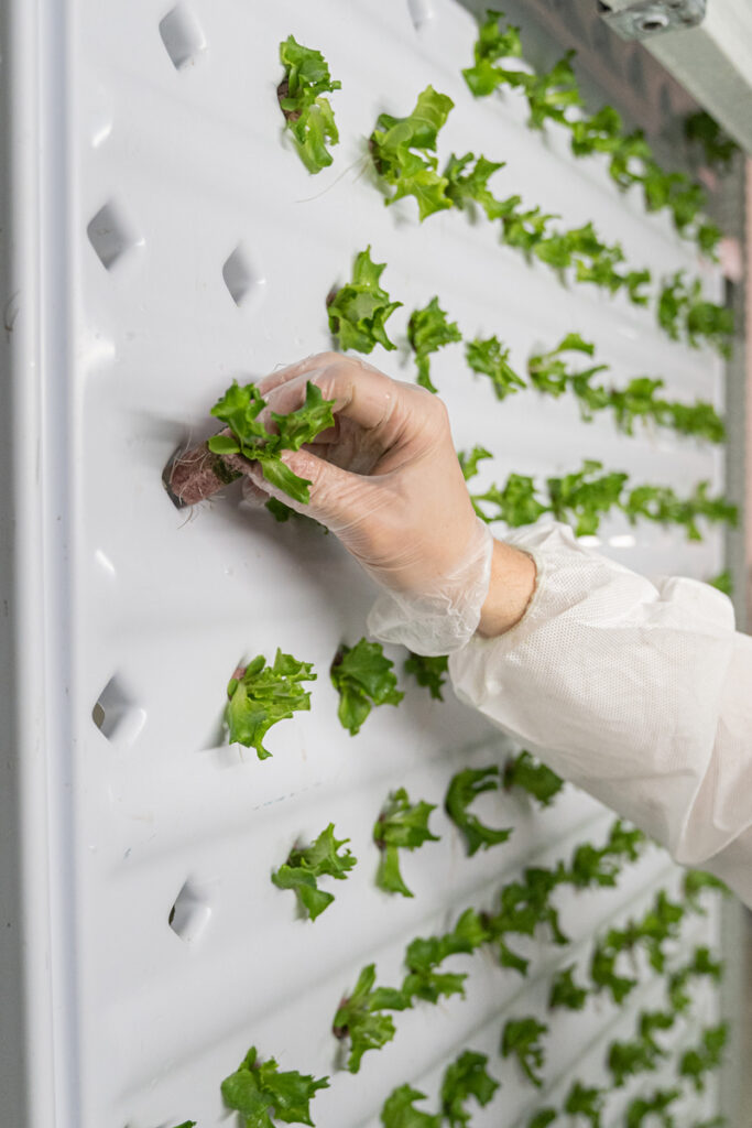 vertical farming con Local Green, l'insalata verticale per la GDO - Milano - Photo Credits: Giuli e Giordi