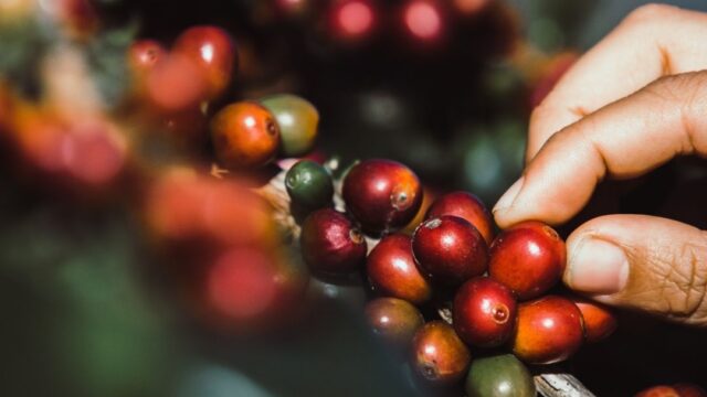 caffè del commercio equo e solidale da Shadhilly