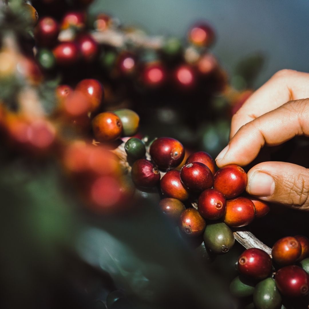 caffè del commercio equo e solidale da Shadhilly