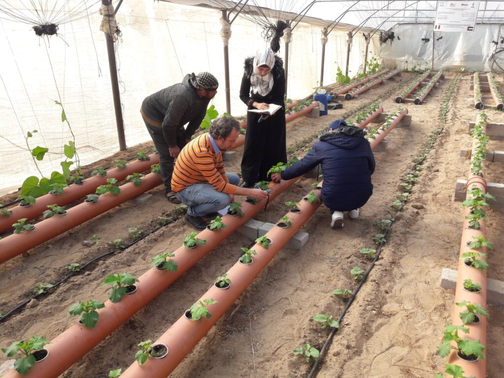 Overseas e la cooperazione internazionale, Striscia di Gaza progetto di fitodepurazione delle acque reflue per l'agricoltura - 4 orticoltura idroponica
