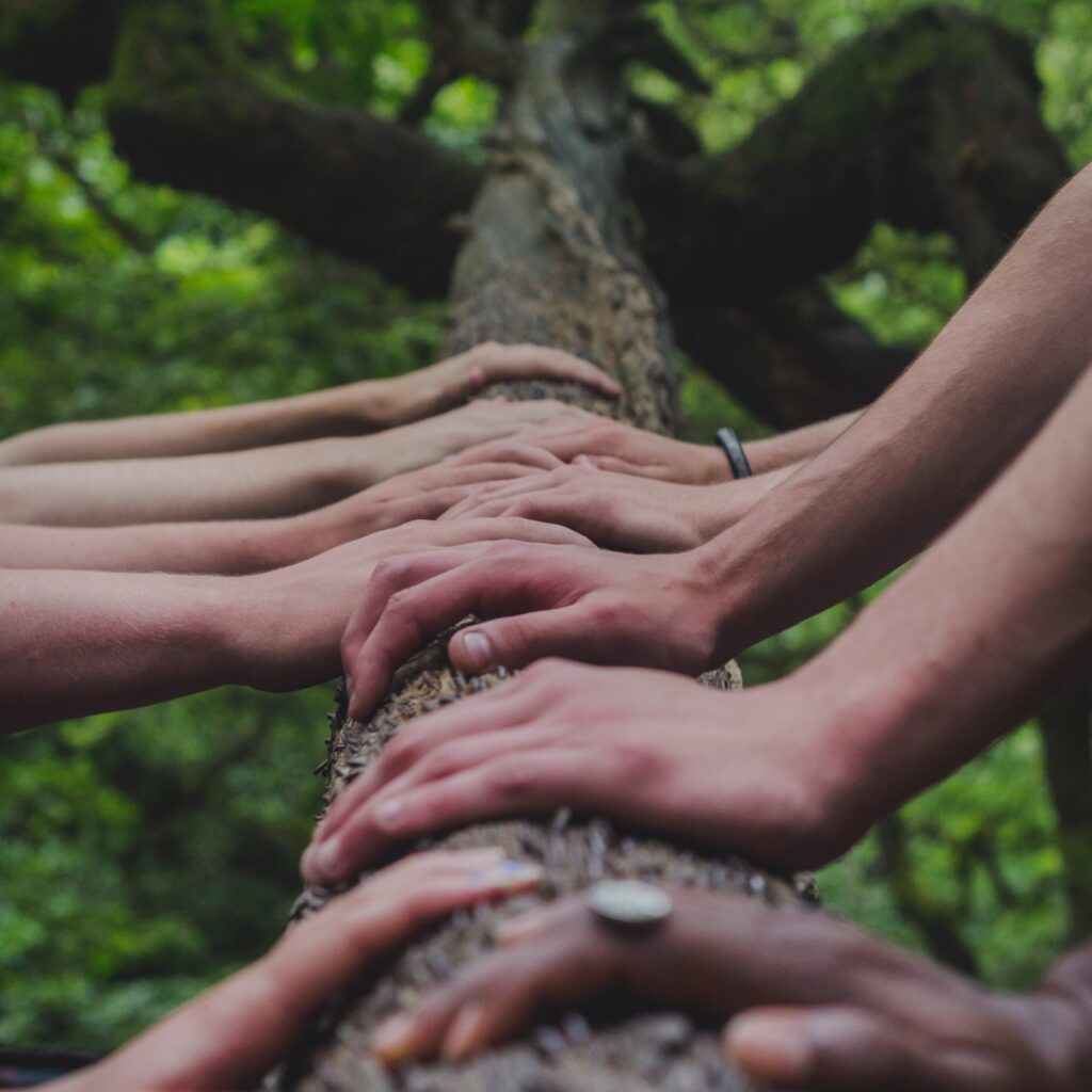 Mani di più persone appoggiate sul ramo di un albero