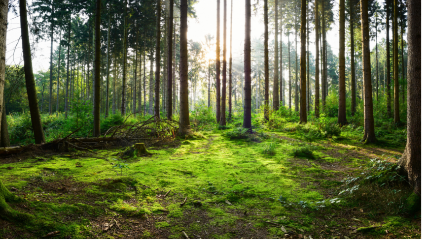 foresta secolare Ecobnb