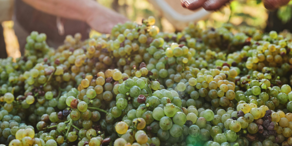 Raccolto di uva mostrata in dettaglio durante la fase di selezione manuale in vigna.
