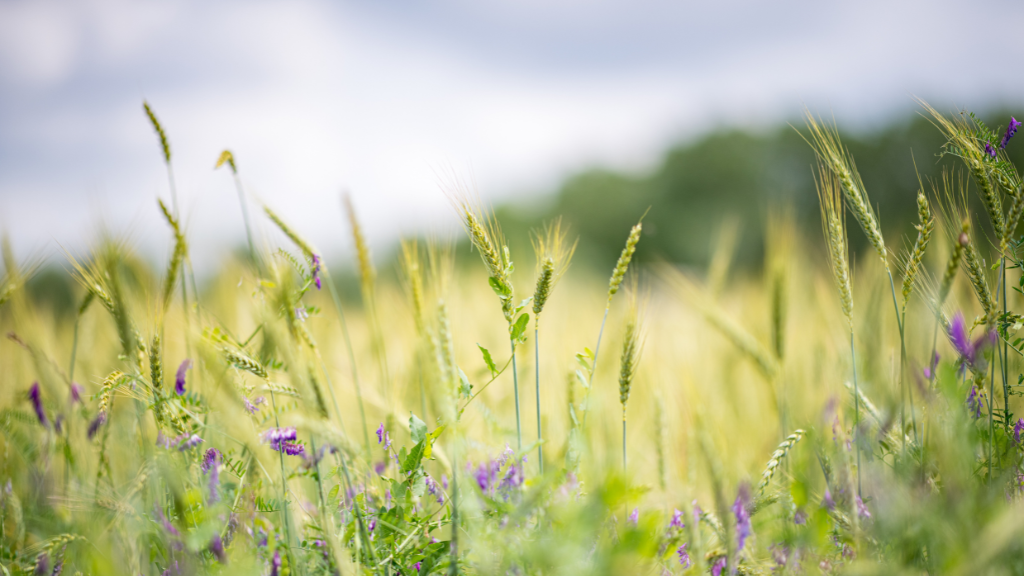 campo grano