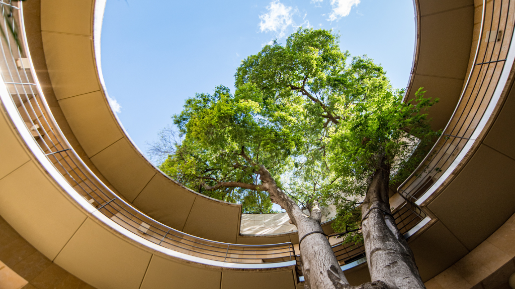 albero all'interno di un edificio a Valencia