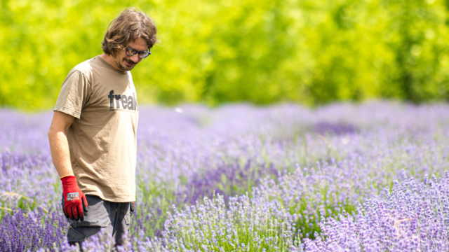 campo di lavanda con uomo