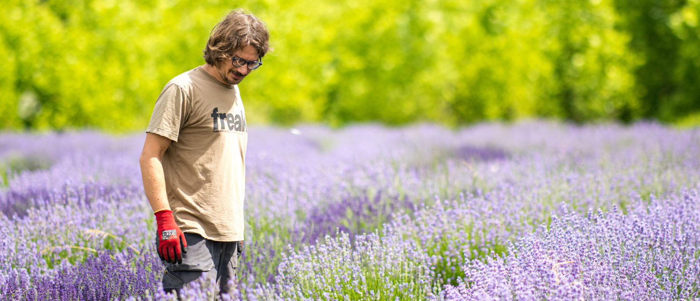 campo di lavanda con uomo