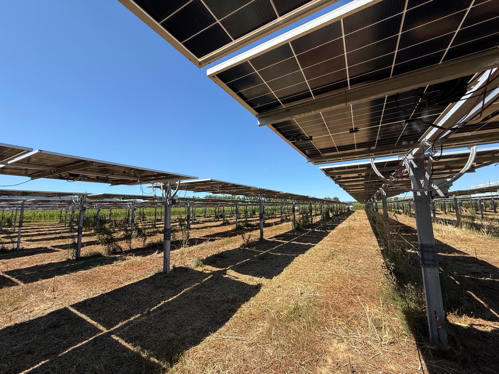 Impianto agrivoltaico con pannelli solari rialzati sopra un terreno agricolo, sotto un cielo sereno.