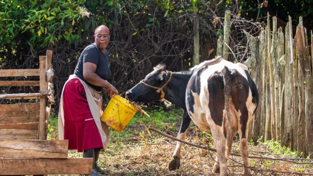Contadina del Kenya con mucca